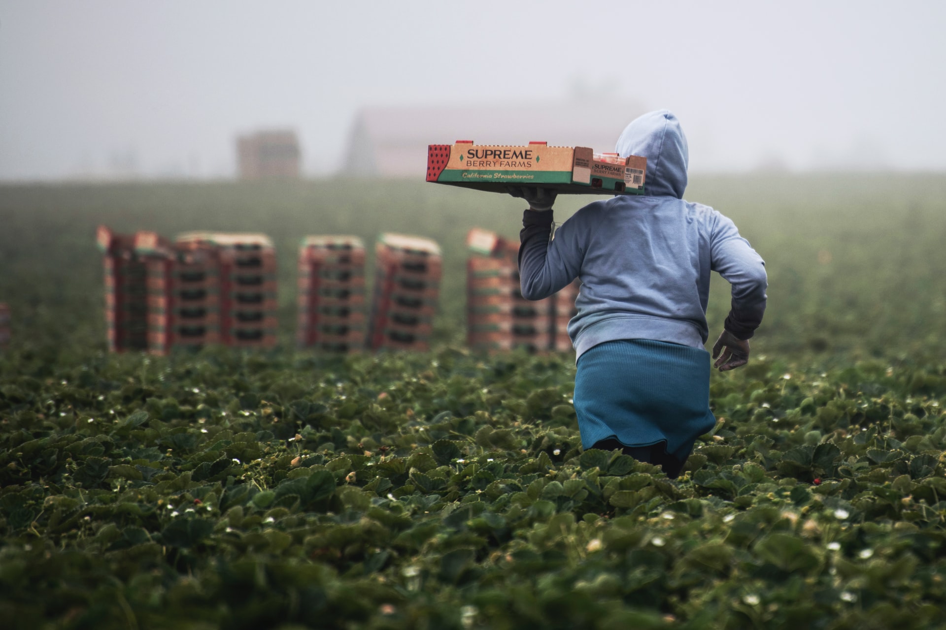 Erdbeerzeit: Die Erntearbeiterinnen laufen. Sie werden nach der Anzahl der Schachteln bezahlt. California 2022, Tim Mossholder
